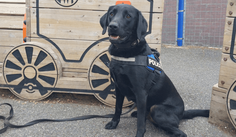 Police dog Ken proves popular as police share 'snapshot' of week 