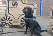 Police dog Ken proves popular with Bovey pupils as police share 'snapshot' of week