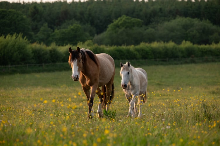Horses at the Mare and Foal Sanctuary