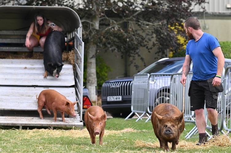 Devon County Show. ...and these little piggies went to the Devon County Show
