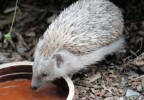 Leave water out for wildlife during hot weather, says ELM Wildlife
