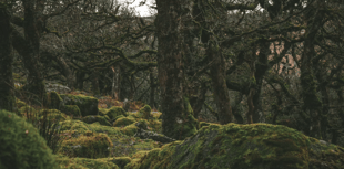 Charity behind Dartmoor woodland recovery seeks new chairperson 