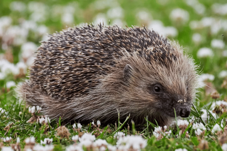 Hedgehog stock image