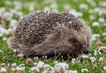 ELM Wildlife urges care for hedgehogs during breeding season