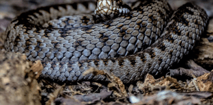 Adder warning issued for Dartmoor dog walkers