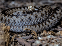 Adder warning issued for Dartmoor dog walkers