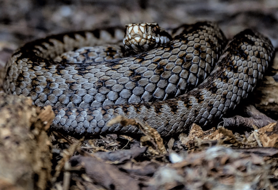 Adder warning issued for Dartmoor dog walkers