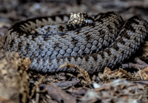 Adder warning issued for Dartmoor dog walkers