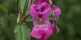 Volunteers sought for Himalayan Balsam removal work on Dartmoor