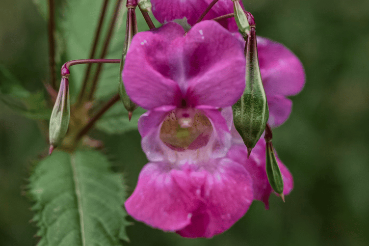 Himalayan Balsam