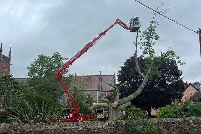 Emergency work on tree due to safety fears 