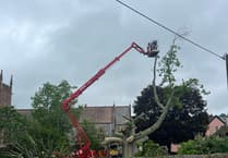 Urgent work on Dawlish tree after safety concerns