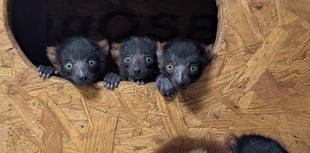 Rare red-ruffed lemur quads born