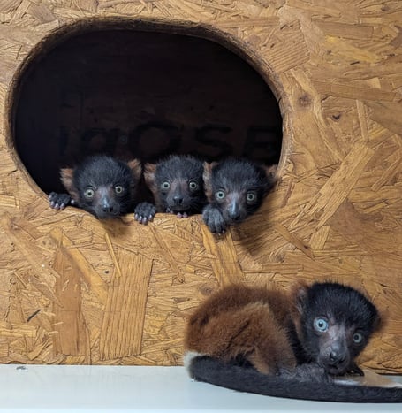 The four Red Ruffed Lemurs born at Shaldon Wildlife Trust. Photo contributed