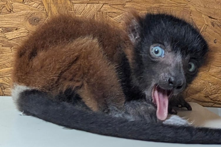 One of the baby red-ruffed lemur quads. Photo Shaldon Wildlife Trust