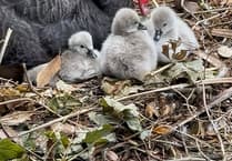Dawlish's Black Swan Family Welcomes New Cygnets