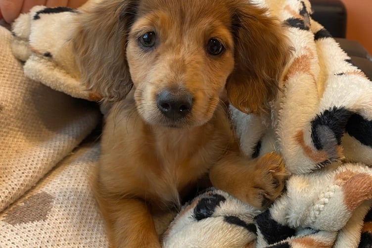 Maple, the long-haired miniature dachshund. Photo Amity Vets