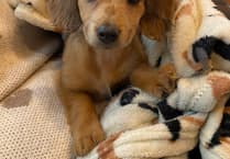 Vet's advice: Plan for pet costs