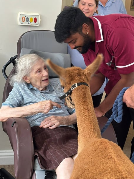 Mulberry House resident Gail Darlow and Head of Care Bala Rajangam with an alpaca. Photo contributed