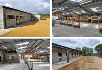 Help Mare and Foal Sanctuary by sponsoring a stable