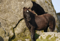 Wild fires could increase if Dartmoor pony numbers reduce, councillors warn