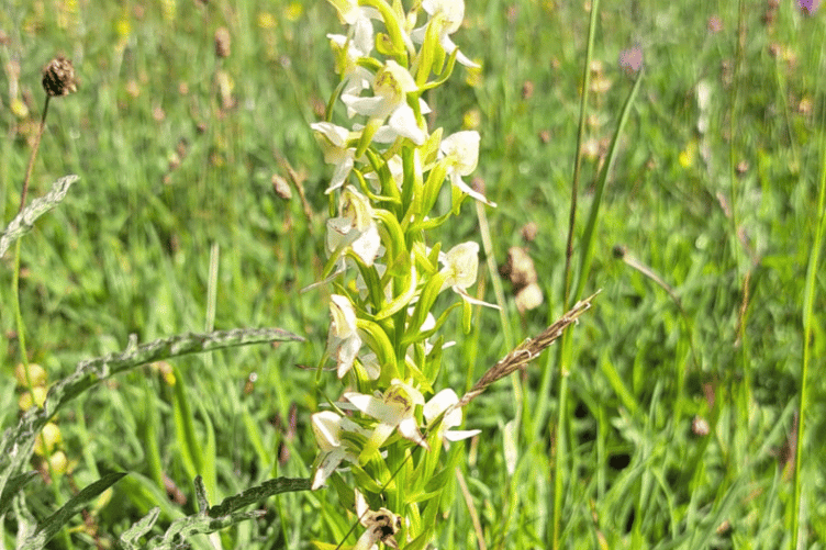 Greater Butterfly Orchid