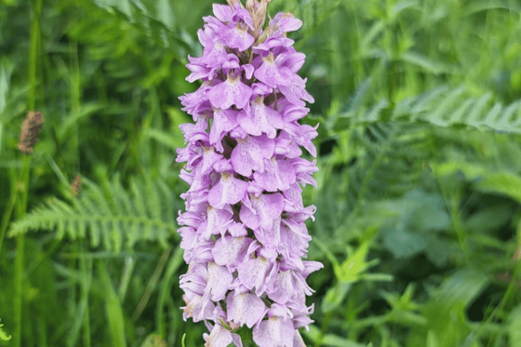 Heath Spotted Orchid