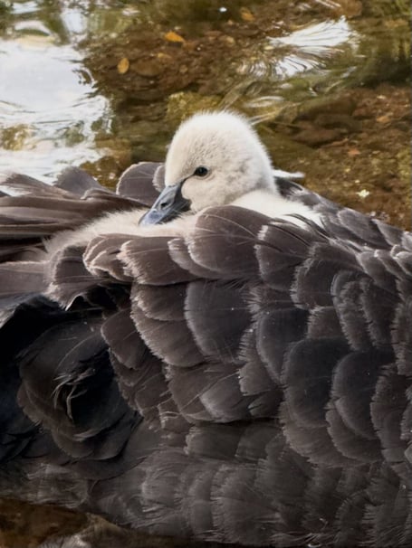 Black swan cygnet hope hitching a ride. Photo Pilchard Cottage