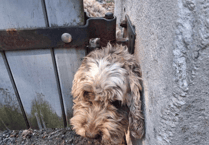 Paws for thought as fire crew rescue trapped dog in Bovey Tracey