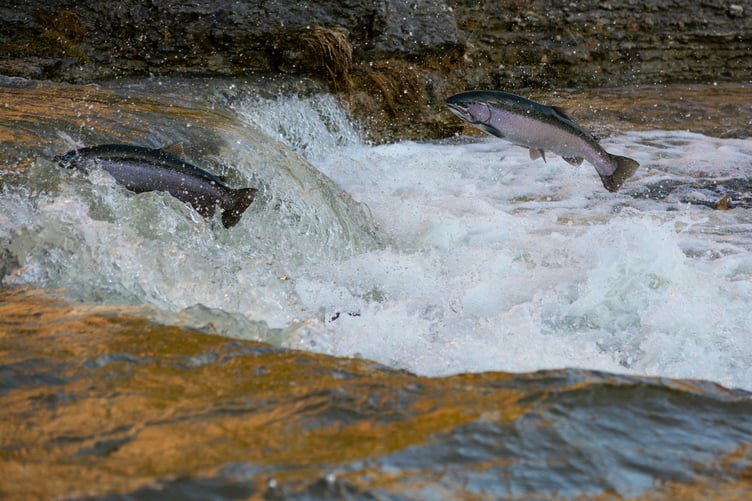Scheme to help endangered salmon in the River Lemon in Newton Abbot. Photo Brandon/Unsplash