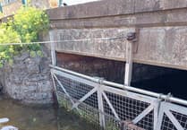 New fencing to protect Black Swans during high tides