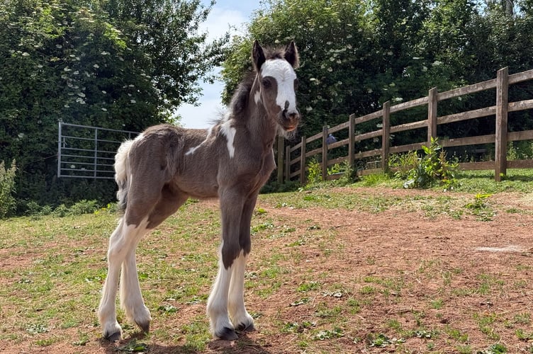 Tiny Mika - the filly foal with a heart murmur - has found a lifelong home at The Mare and Foal Sanctuary. Photo: The Mare and Foal Sanctuary