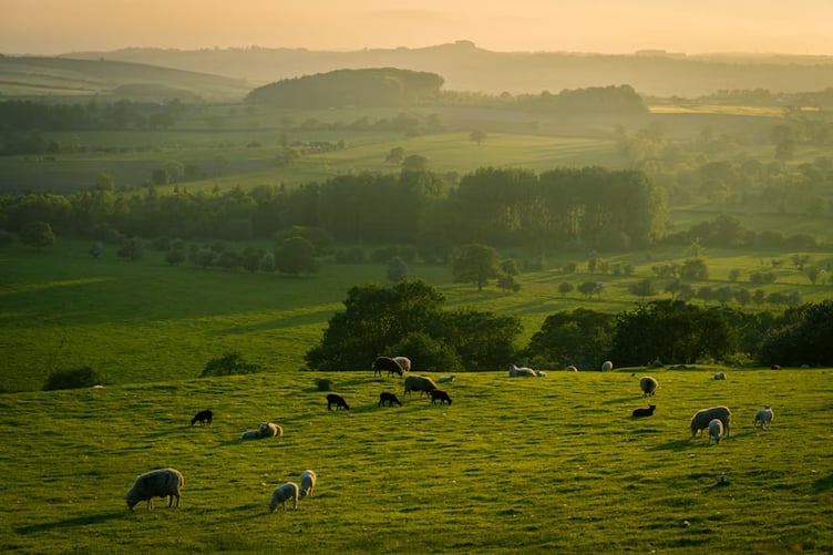 Sheep stock image