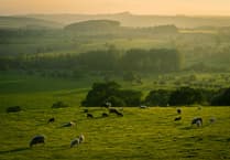 Appeal after lambs presumed stolen from farm in Kenn