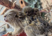 Tiny rare marmosets born at Shaldon Wildlife Trust