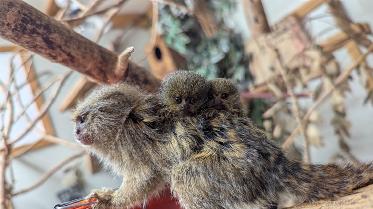 Baby Eastern Pygmy Marmosets and their father at Shaldon Zoo