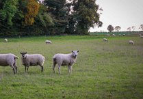 ‘Joined-up approach’ needed to tackle bluetongue scourge battering Devon