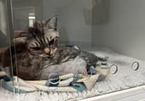 Vets amputates cat's tail after fracture