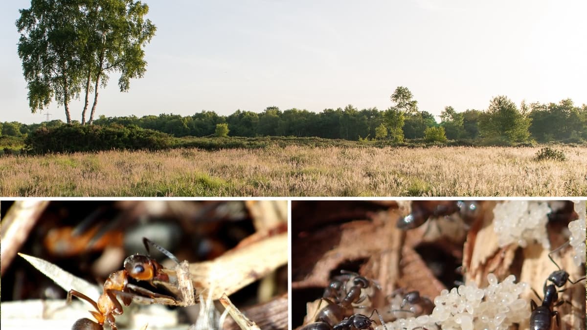 Erratic Ants' habitat safeguarded in Teignbridge