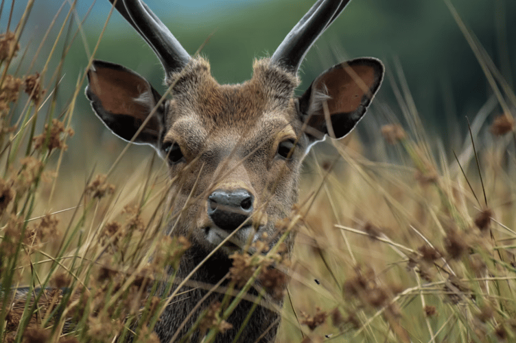 Deer stock image