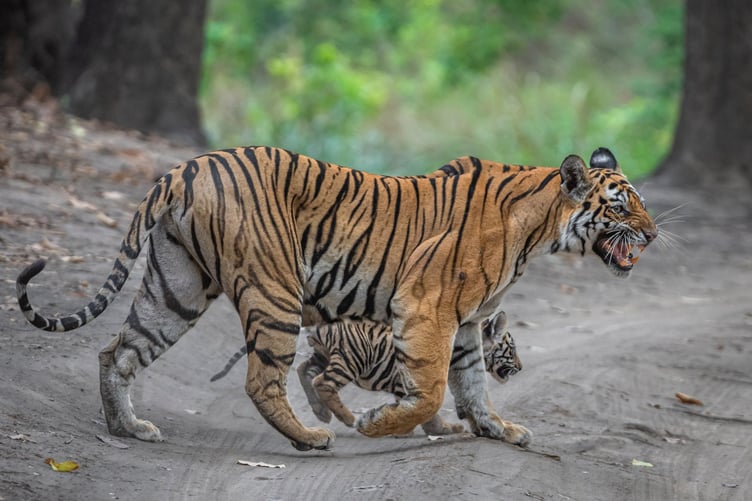 Tigers in the. Bandhavgarh reserve, India