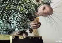 Tree-dwelling porcupine wins hearts at Shaldon Wildlife Trust