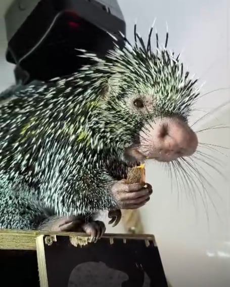 Brazilian porcupine Xiorra, a new resident at  Shaldon Wildlife Trust