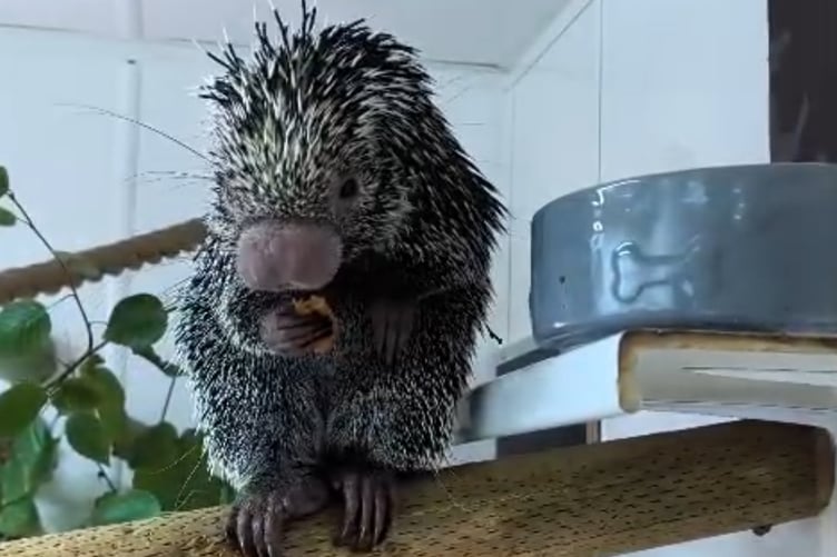 Xiorra, a Brazilian porcupine, in her new home at Shaldon Wildlife Trust