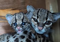 New wildcat kitten born at Shaldon Wildlife Trust