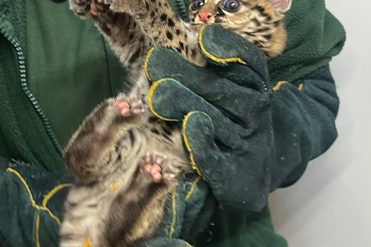 The 'feisty' Margay kitten with a member of staff at Shaldon Wildlife Trust