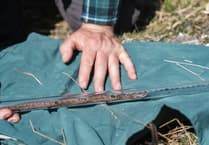 Forest could be stronghold for threatened snake