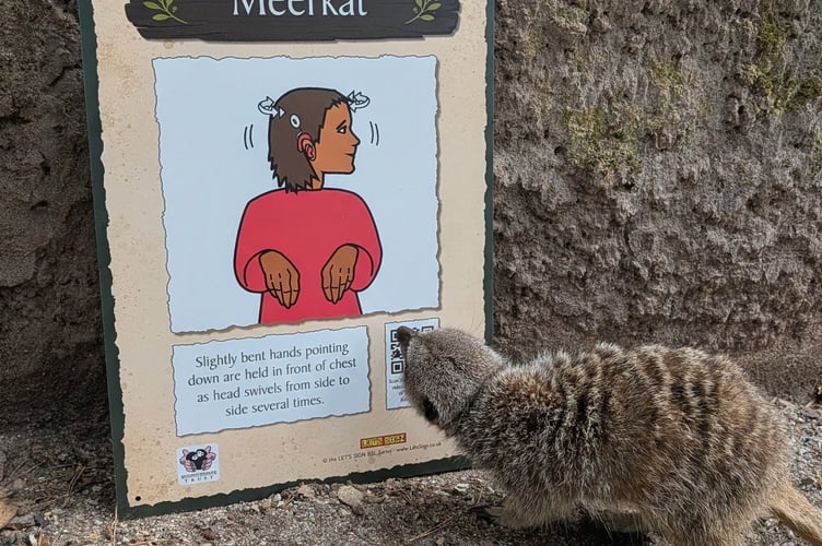 A meerkat inspects its 'name' sign at Shaldon Wildlife Trust