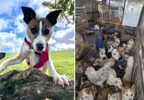 Britain's loneliest dog finds happy home in Devon
